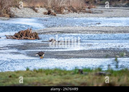 Quinault, Washington, États-Unis. Pêche à l'aigle à tête blanche pour adultes dans la rivière Quinault. Banque D'Images