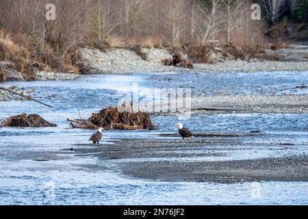 Quinault, Washington, États-Unis. Pêche à l'aigle à tête blanche pour adultes dans la rivière Quinault. Banque D'Images