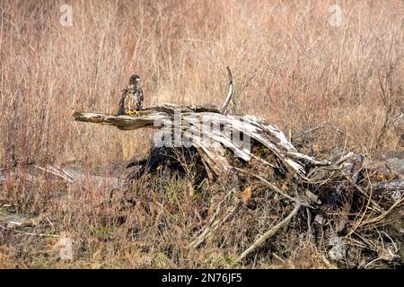Quinault, Washington, États-Unis. Surveillance de l'aigle à tête blanche juvénile sur un arbre surplombant la rivière Quinault. Banque D'Images