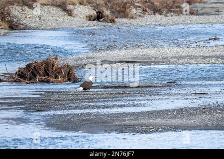 Quinault, Washington, États-Unis. Pêche à l'aigle à tête blanche pour adultes dans la rivière Quinault. Banque D'Images