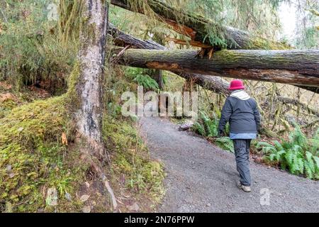 Forêt tropicale HOH, Parc national olympique, Washington, États-Unis. Femme marchant sur un sentier dans la forêt tropicale de Hoh. (M.) Banque D'Images