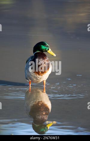 Mallard Drake réflexion permanente Banque D'Images