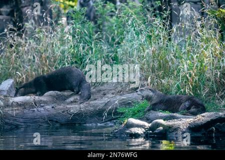 Woodland Park Zoo, Seattle, Washington, États-Unis. Deux loutres de rivière reposant sur une rive Banque D'Images