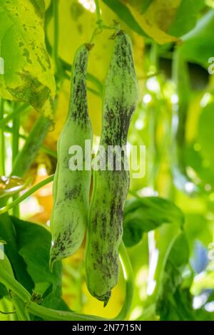 Issaquah, Washington, États-Unis. Haricots de langue Dragon poussant sur la vigne. Banque D'Images