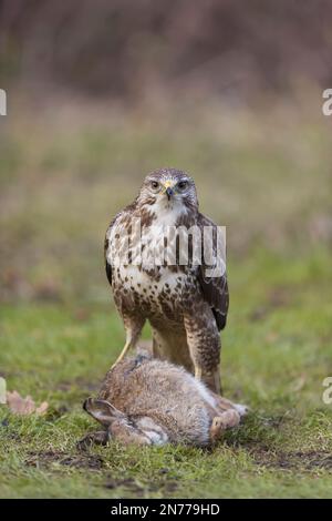 Buteo buteo Buteo, adulte se nourrissant de lapin européen Oryctolagus cuniculus, adulte, Suffolk, Angleterre, février Banque D'Images