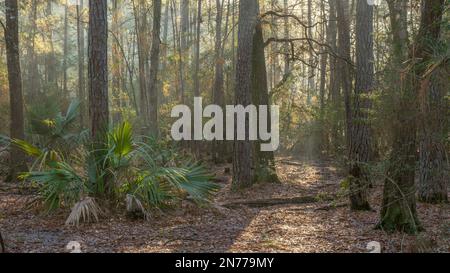 La lumière dorée traverse le sommet des arbres un matin d'hiver dans les Woodlands, Texas. Banque D'Images