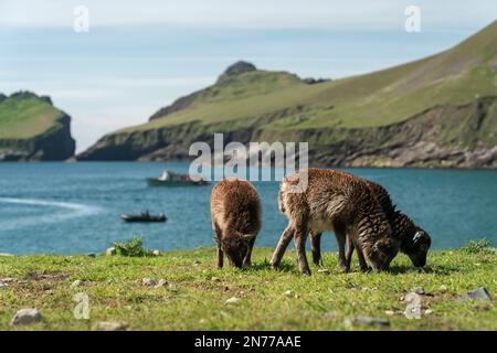 Les jeunes moutons de Soay paissent sur de l'herbe verte sous le soleil du matin, en face de Village Bay sur hirta, l'île principale de St Kilda Banque D'Images