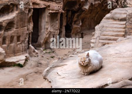 Petra, Jordanie. 10th févr. 2023. Un chat se trouve à Little Petra, un célèbre site archéologique de Jordanie sur 10 février 2023. Petra est un site classé au patrimoine mondial de l'UNESCO et l'une des sept merveilles du monde. C'est une ancienne capitale nabatéenne, aujourd'hui habitée par les bédouins de Bidoul. (Photo par Dominika Zarzycka/Sipa USA) crédit: SIPA USA/Alay Live News Banque D'Images