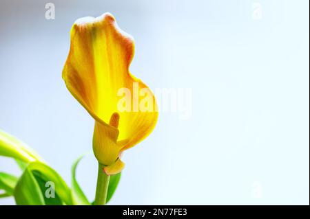 Calla Lily (Zantedeschia) tête de fleur en jaune et orange, le pétale est une bractée et en forme d'entonnoir autour du spadix qui porte la véritable flo Banque D'Images