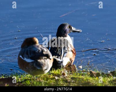 Deux canards colverts (Anas platyrhynchos) entrant dans l'étang Banque D'Images