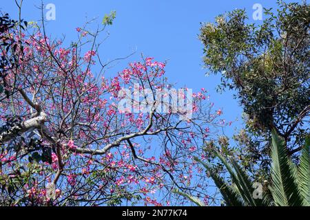 Soie de soie dentaire / coton de soie (Ceiba speciosa) floraison des arbres, jardin botanique de Puerto de la Cruz, Tenerife, Iles Canaries, Espagne, octobre. Banque D'Images