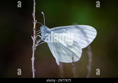 Bois cryptique papillon blanc sur une tige sèche Banque D'Images