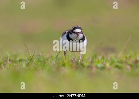 Charadrius dubius (pluvier à petite ringée) postage dans la nature de la Turquie Banque D'Images