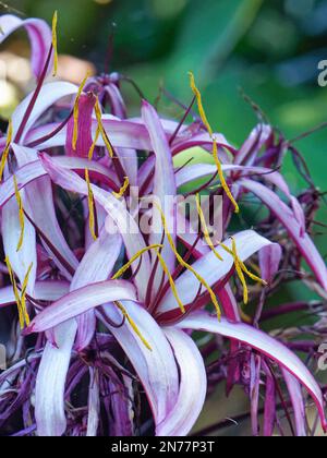 Fleurs de nénuphars (Crinum asiaticum asiticum), jardin botanique de Puerto de la Cruz, Ténérife, Îles Canaries, Espagne, octobre. Banque D'Images