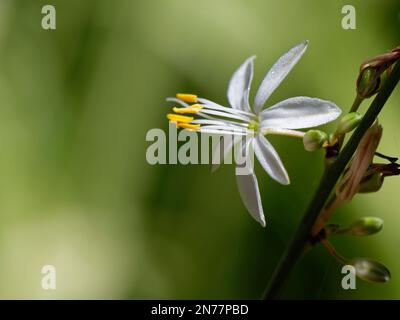 Fleur en gros plan de la plante araignée (Chlorophytum comosum), Tenerife, Îles Canaries, octobre. Banque D'Images