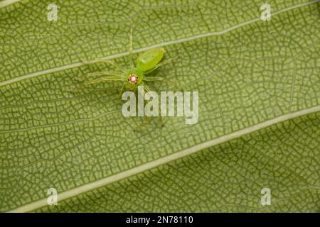 Une vue de dessus de la petite araignée verte magnolia jumper camouflage sur la feuille verte Banque D'Images