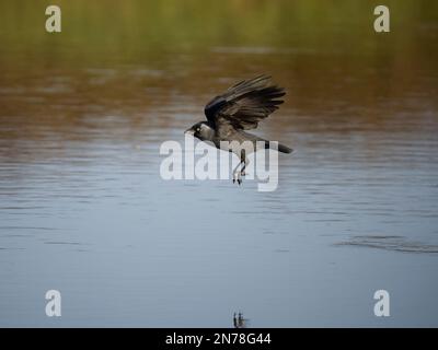 Jackdaw, Corvus monedula, oiseau unique en vol, Gloucestershire, février 2023 Banque D'Images
