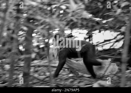 Un macaque à craché noir de Sulawesi (Macaca nigra) transporte des déchets de plastique tandis que son groupe se trouve près d'une plage dans la forêt de Tangkoko, au nord de Sulawesi, en Indonésie. "Les activités humaines non durables sont maintenant la principale force qui conduit les espèces primates à l'extinction", selon une équipe de scientifiques dirigée par Alejandro Estrada (Institut de biologie, Université nationale autonome du Mexique). Les scientifiques primates ont également mis en garde contre le fait que l'écotourisme et la recherche, malgré leur contribution positive à la conservation des primates, ont pour conséquence involontaire, entre autres, d'exposer les primates sauvages à des agents pathogènes humains. Banque D'Images