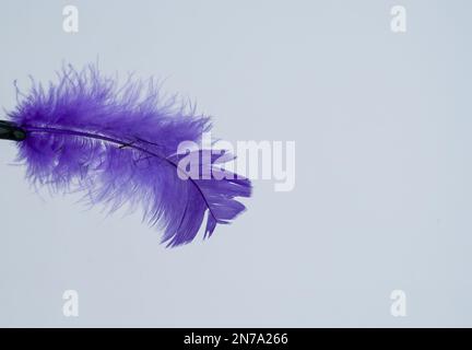 Une seule plume violette sur fond blanc. Banque D'Images