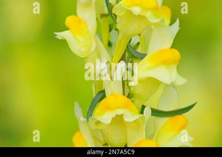 Beurre et oeufs de fleurs sauvages (Linaria vulgaris) Banque D'Images