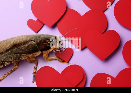 Promotion de la Saint-Valentin Nom Roach - QUITTER ME BUGGING. Cafard et coeurs en papier rouge sur fond lilas, gros plan Banque D'Images