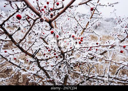 Baies rouges aux hanches roses, branches couvertes de neige, givre en hiver.Rosa canina Banque D'Images