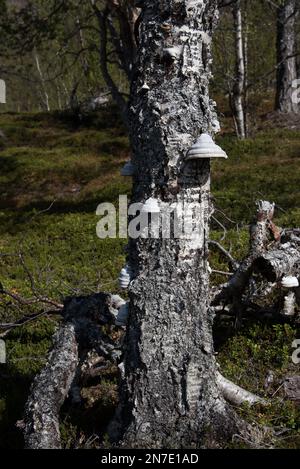 Le parc national de Øvre Dividal à Dividalen, dans la municipalité de Målselv, dans la province de Troms, en Norvège, est bien connu pour ses forêts primaires de bouleau. Banque D'Images