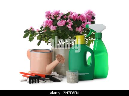 Azalea en pot, outils de jardinage et différents engrais de maison sur fond blanc Banque D'Images