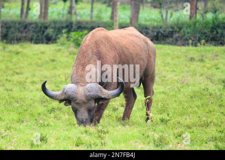 Un buffle africain (Syncerus caffer) qui broutage dans un champ frais le jour de l'été Banque D'Images