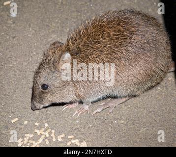 c'est un gros plan d'un long nez potoroo manger des pellets Banque D'Images