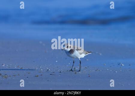 Un pluvier de sable plus petit se tenant sur la plage. Oiseau d'eau. Banque D'Images