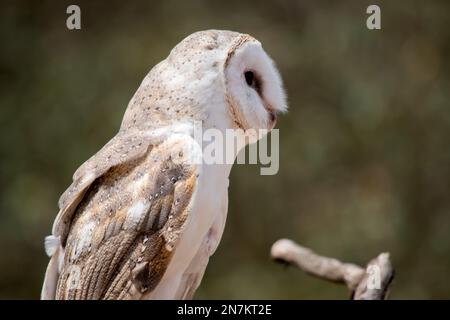 c'est une vue latérale d'un hibou de la grange Banque D'Images