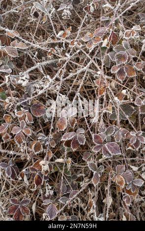 Rubus fruticosus. Les feuilles de Bramble sont couvertes de givre dans la campagne anglaise Banque D'Images