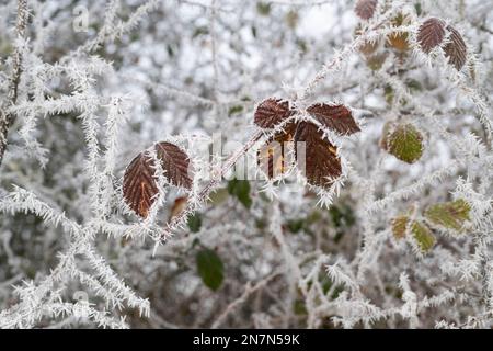 Rubus fruticosus. Les feuilles de Bramble sont couvertes de givre dans la campagne anglaise Banque D'Images