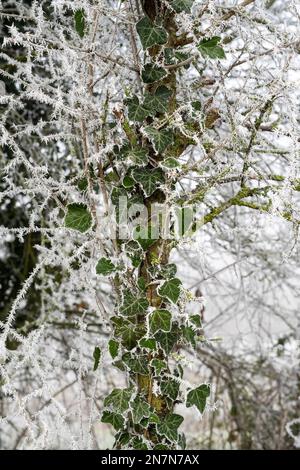 Frosty Ivy couvrant un arbre dans la campagne anglaise. ROYAUME-UNI Banque D'Images