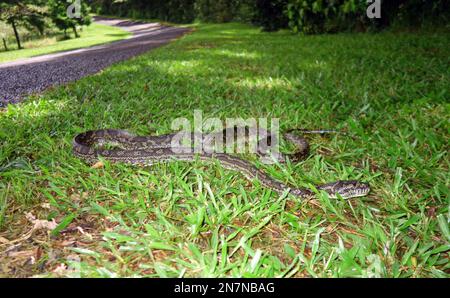 Grand tapis python (Morelia spilota) s'éloignant de la route, près de Ravenshoe, Queensland, Australie Banque D'Images