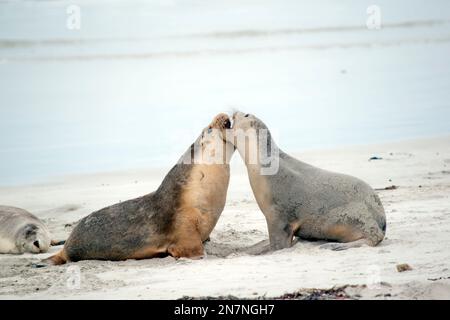 les deux petits lions de mer se battent sur la plage Banque D'Images