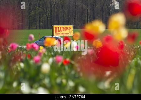 Panneau sur le champ de tulipe dit: Couper les fleurs vous-même (allemand: Blumen selbst schneiden). Pâques sur le bord de la route au printemps. Banque D'Images