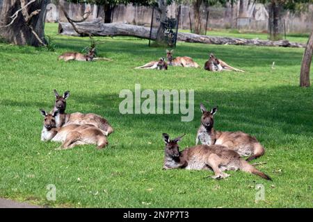 c'est une foule de kangourou gris occidental reposant sur l'herbe Banque D'Images