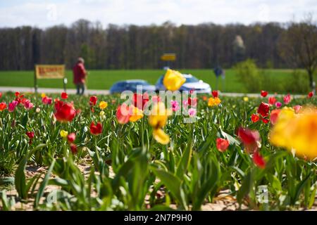 Récoltez vous-même des tulipes. Champ de fleurs au printemps sur la route. Femme cueillant des plantes pour Pâques. Banque D'Images