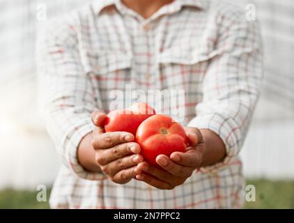 Cultivé de manière organique, sans aucun produit chimique du tout. Gros plan d'un homme méconnaissable tenant des tomates fraîches dans une ferme. Banque D'Images