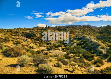 Paysage désertique avec végétation sèche dans les contreforts sud du parc national de Joshua Tree, désert de Mojave, Californie, États-Unis, près de Cottonwood Springs Banque D'Images