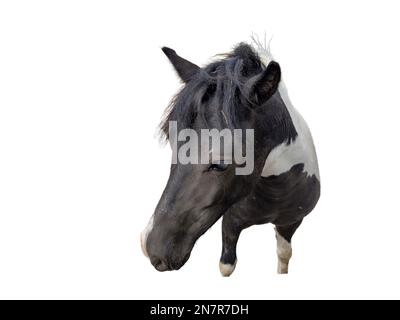 Cheval noir avec taches blanches. Portrait d'un cheval Banque D'Images
