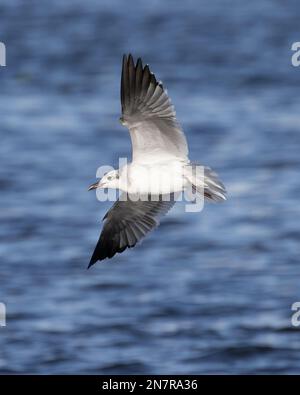 Photo d'un goéland qui se met au point sur un ciel de rire volant au-dessus de la mer par une journée ensoleillée avec un arrière-plan flou Banque D'Images