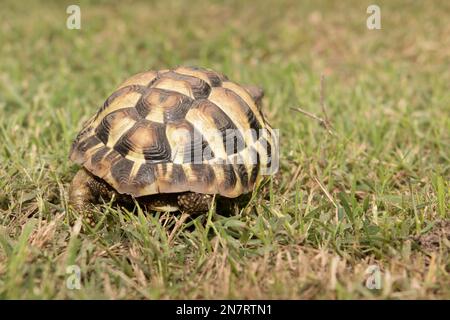 Tortue léopard marchant lentement sur le sable avec sa coquille protectrice Banque D'Images