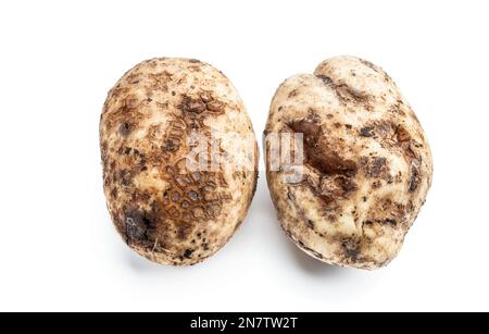 Tubercules de pommes de terre malades isolés sur fond blanc Banque D'Images