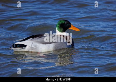 Le Canard colvert (Anas platyrhynchos). Magnifique canard sauvage aux couleurs atypiques - drake Banque D'Images