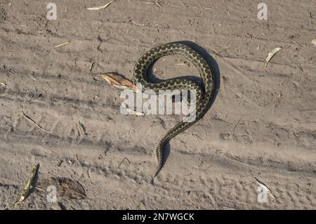 Viper couché sur un sol sablonneux en Ukraine à un jour automnal ensoleillé et prêt à attaquer Banque D'Images