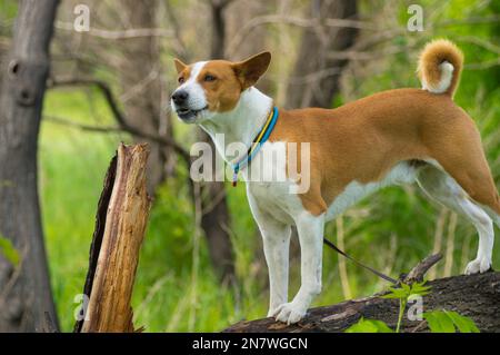 Chien Basenji mûr regardant autour debout sur une branche d'arbre et regardant dehors au printemps Banque D'Images