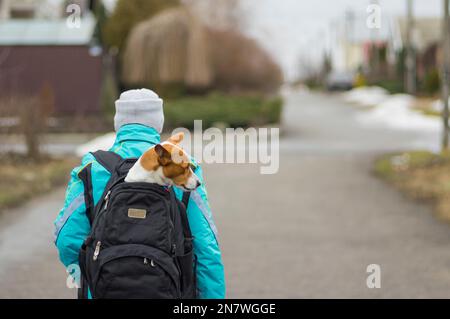 Un chien Basenji satisfait assis à l'intérieur d'un confortable sac à dos quand on marche dans une rue sale en Ukraine Banque D'Images
